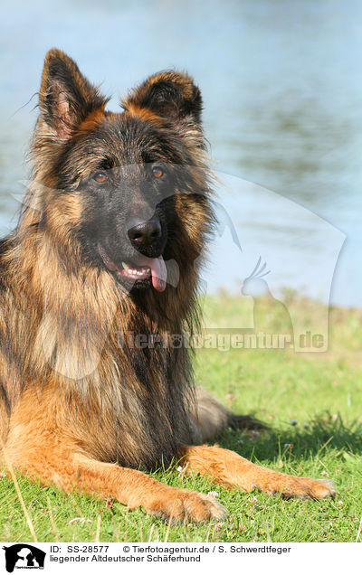 liegender Altdeutscher Schferhund / lying Old German Shepherd / SS-28577