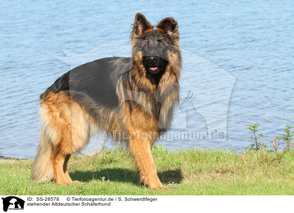 stehender Altdeutscher Schferhund / standing Old German Shepherd / SS-28578