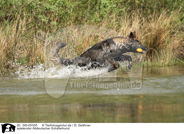 spielender Altdeutscher Schferhund / playing Old German Shepherd / DG-05305