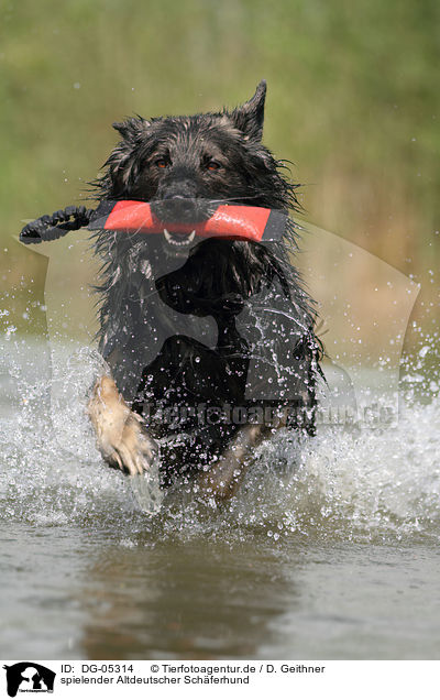spielender Altdeutscher Schferhund / playing Old German Shepherd / DG-05314