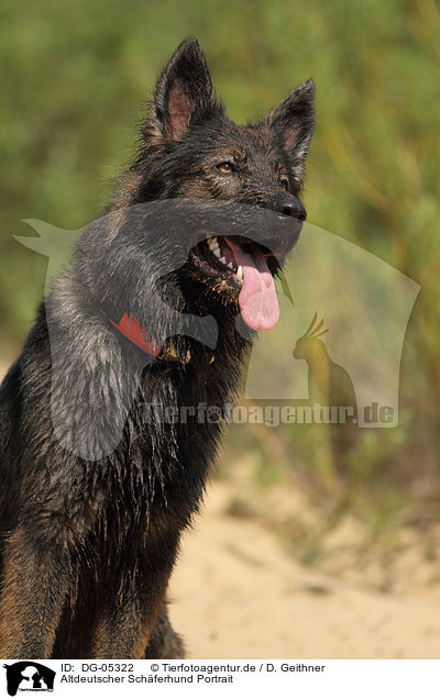 Altdeutscher Schferhund Portrait / Old German Shepherd Portrait / DG-05322