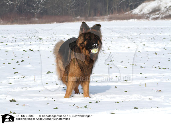 apportierender Altdeutscher Schferhund / fetching Old German Shepherd / SS-30689