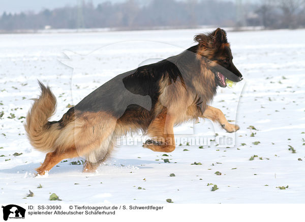 spielender Altdeutscher Schferhund / playing Old German Shepherd / SS-30690