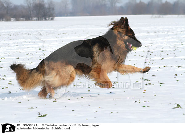 spielender Altdeutscher Schferhund / playing Old German Shepherd / SS-30691