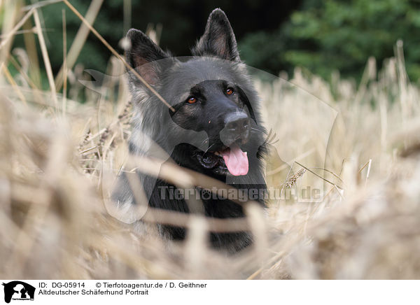 Altdeutscher Schferhund Portrait / DG-05914
