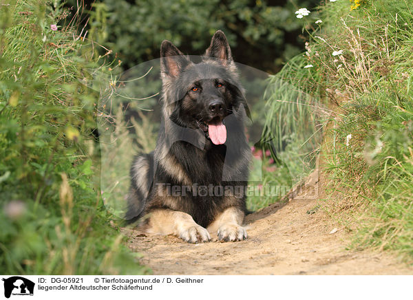 liegender Altdeutscher Schferhund / DG-05921