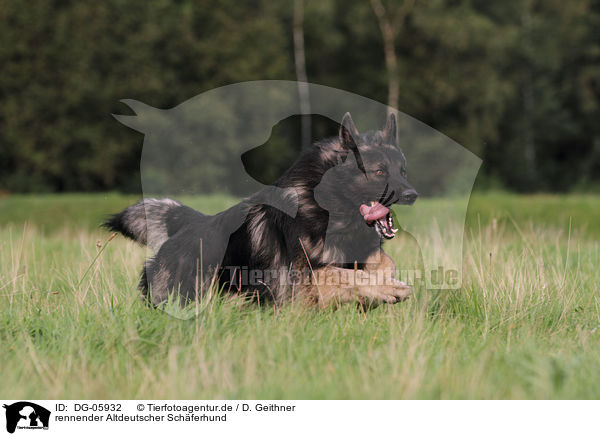 rennender Altdeutscher Schferhund / running Old German Shepherd / DG-05932