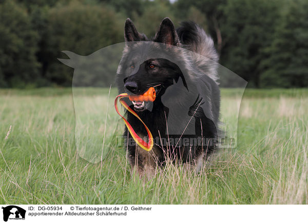 apportierender Altdeutscher Schferhund / DG-05934