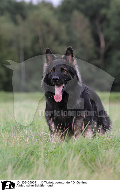 Altdeutscher Schferhund / DG-05937