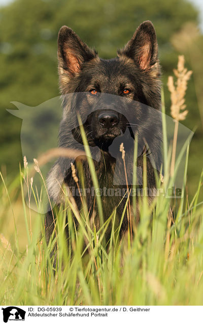 Altdeutscher Schferhund Portrait / DG-05939