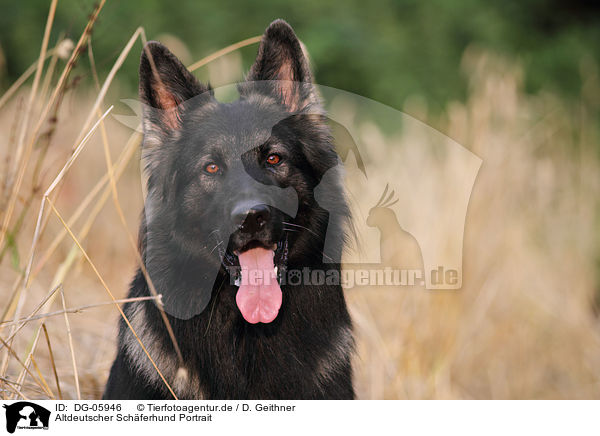 Altdeutscher Schferhund Portrait / DG-05946