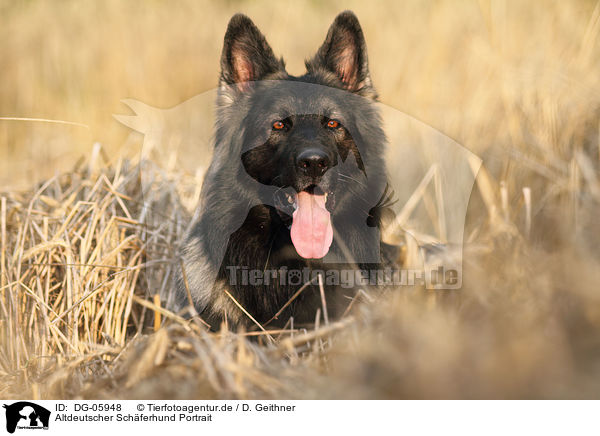 Altdeutscher Schferhund Portrait / DG-05948