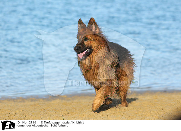 rennender Altdeutscher Schferhund / running Old German Shepherd / KL-12719