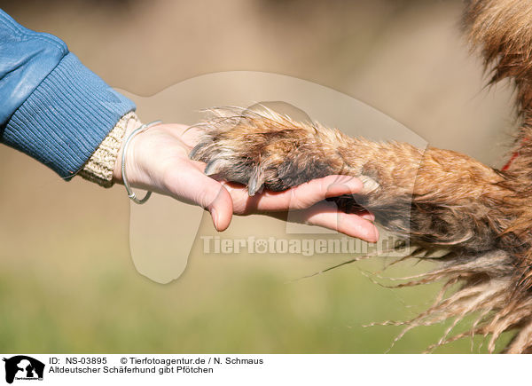 Altdeutscher Schferhund gibt Pftchen / Old German Shepherd gives paw / NS-03895