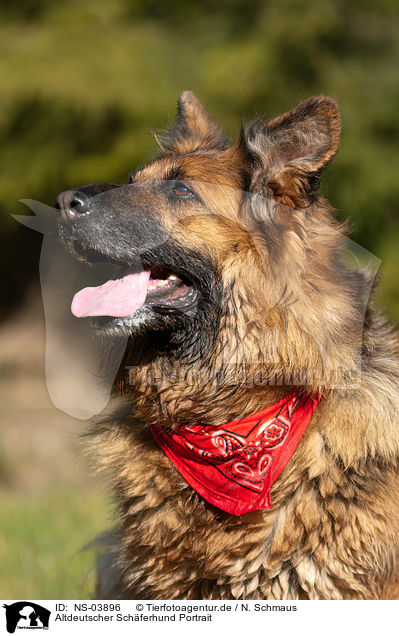 Altdeutscher Schferhund Portrait / NS-03896