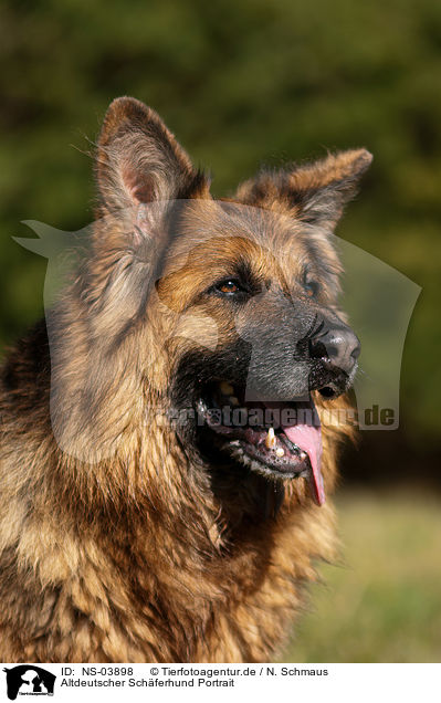 Altdeutscher Schferhund Portrait / NS-03898