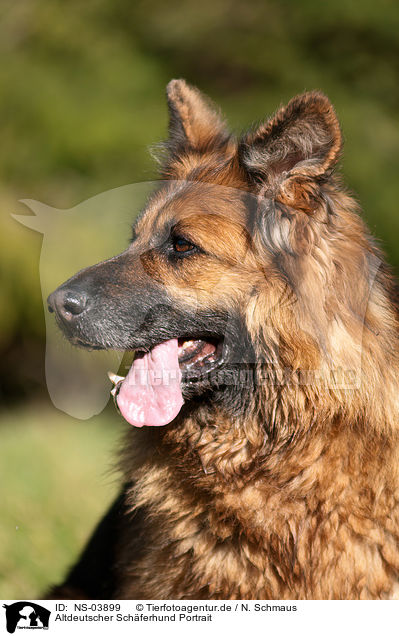 Altdeutscher Schferhund Portrait / NS-03899