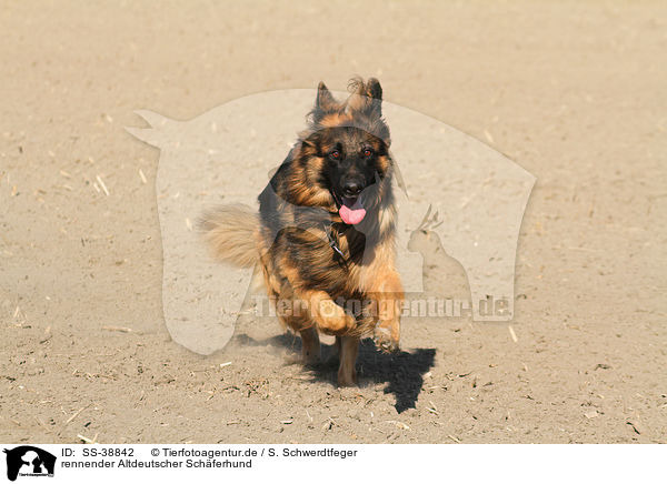 rennender Altdeutscher Schferhund / SS-38842