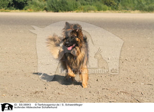 laufender Altdeutscher Schferhund / SS-38843