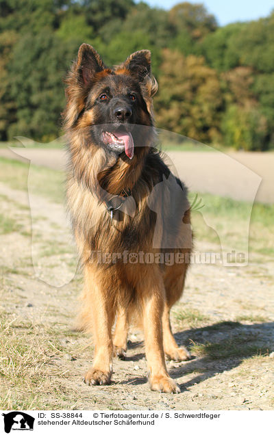 stehender Altdeutscher Schferhund / standing Old German Shepherd / SS-38844