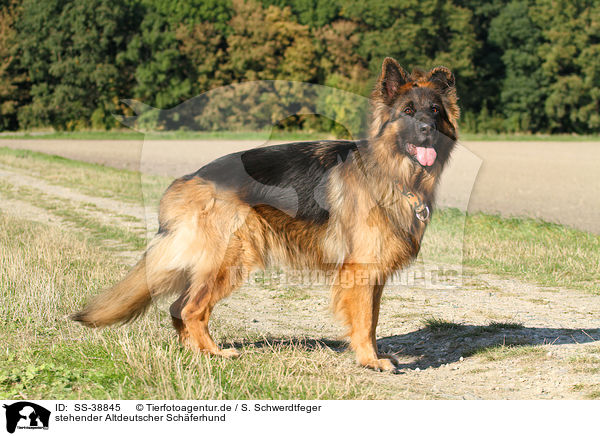 stehender Altdeutscher Schferhund / standing Old German Shepherd / SS-38845