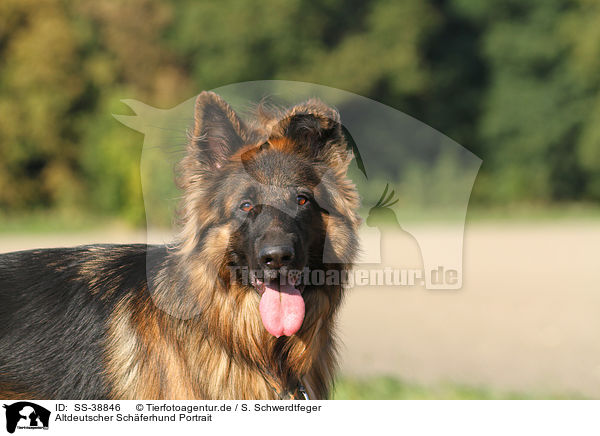 Altdeutscher Schferhund Portrait / SS-38846