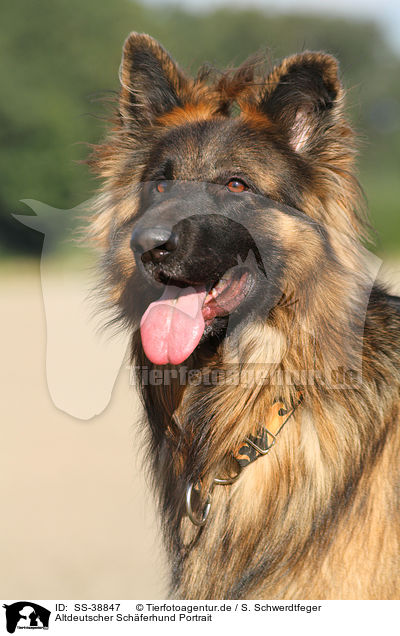 Altdeutscher Schferhund Portrait / SS-38847