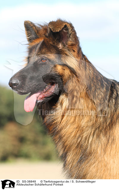 Altdeutscher Schferhund Portrait / SS-38848