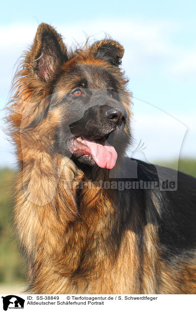 Altdeutscher Schferhund Portrait / SS-38849
