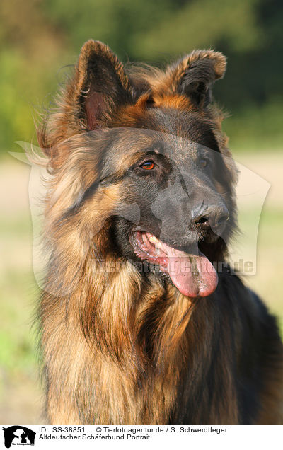 Altdeutscher Schferhund Portrait / SS-38851