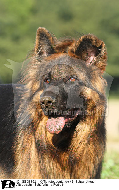Altdeutscher Schferhund Portrait / SS-38852
