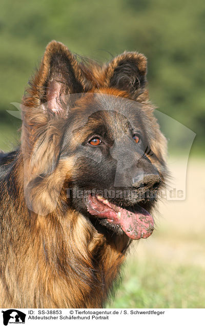 Altdeutscher Schferhund Portrait / SS-38853