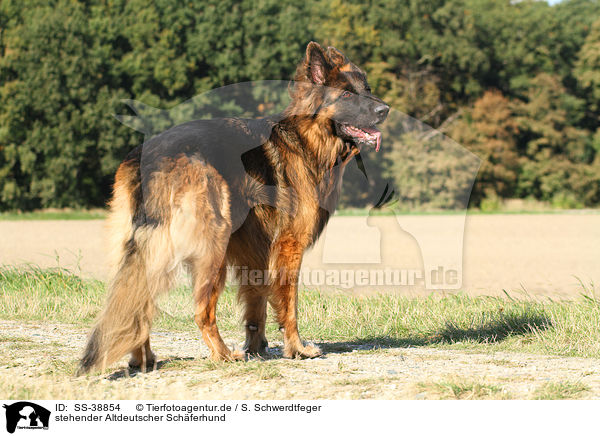 stehender Altdeutscher Schferhund / SS-38854
