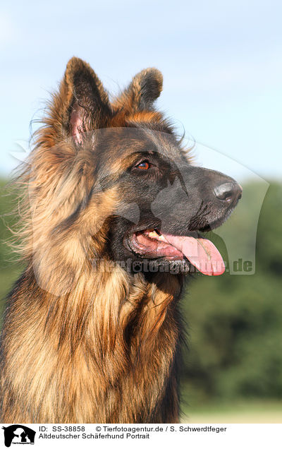 Altdeutscher Schferhund Portrait / SS-38858