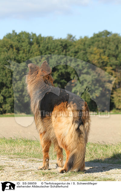 stehender Altdeutscher Schferhund / SS-38859