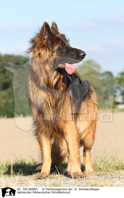 stehender Altdeutscher Schferhund / standing Old German Shepherd / SS-38860