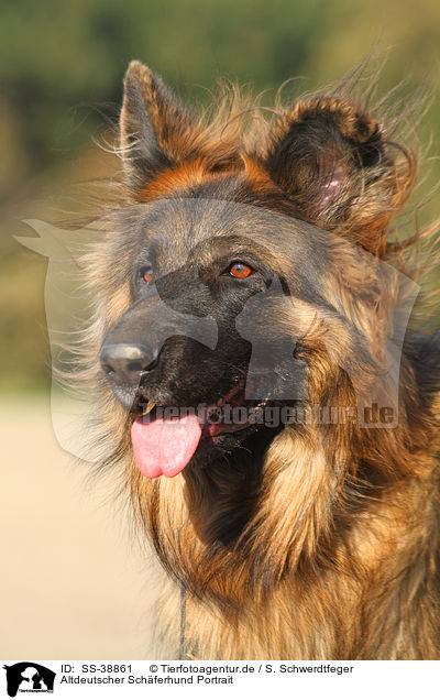 Altdeutscher Schferhund Portrait / SS-38861