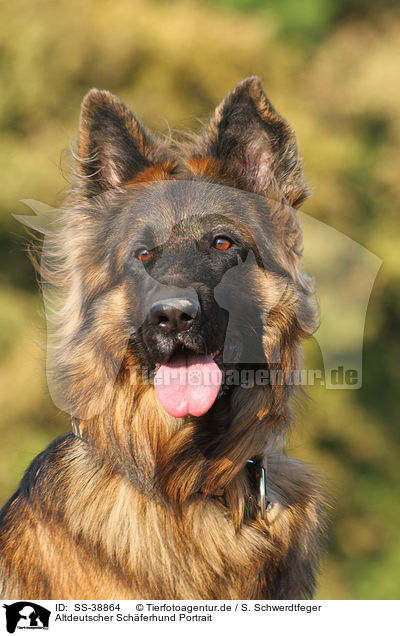 Altdeutscher Schferhund Portrait / SS-38864