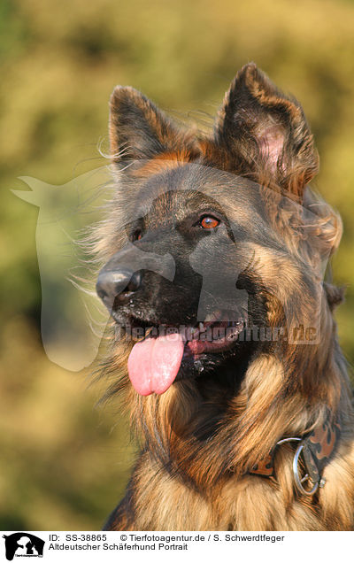 Altdeutscher Schferhund Portrait / SS-38865