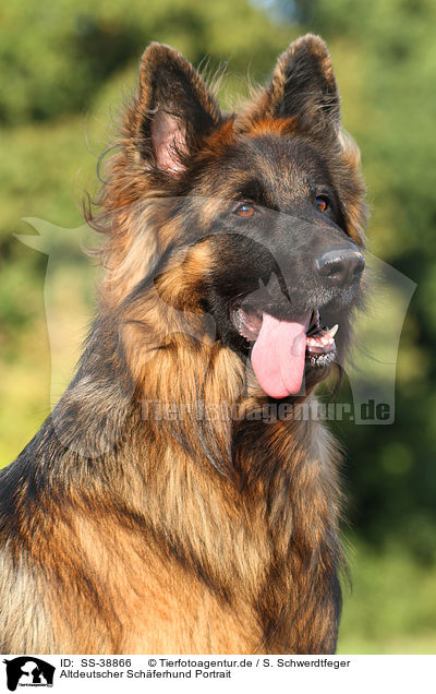Altdeutscher Schferhund Portrait / SS-38866