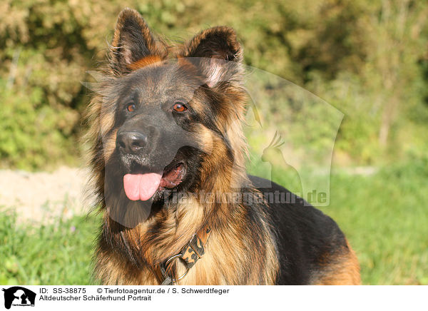 Altdeutscher Schferhund Portrait / SS-38875