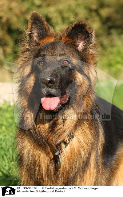 Altdeutscher Schferhund Portrait / SS-38876