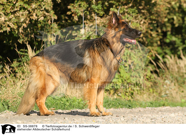 stehender Altdeutscher Schferhund / SS-38878