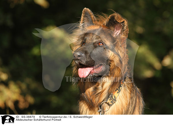 Altdeutscher Schferhund Portrait / SS-38879