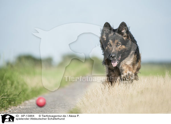 spielender Altdeutscher Schferhund / AP-13864