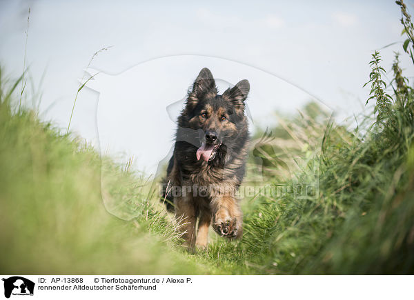 rennender Altdeutscher Schferhund / AP-13868