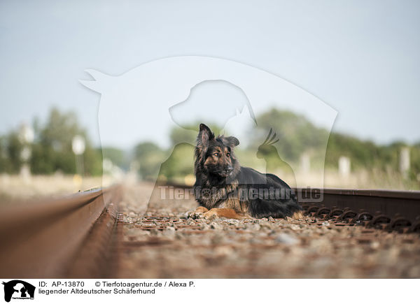 liegender Altdeutscher Schferhund / AP-13870