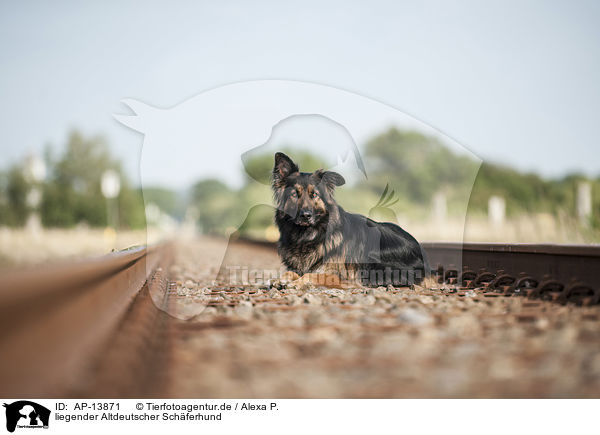 liegender Altdeutscher Schferhund / AP-13871