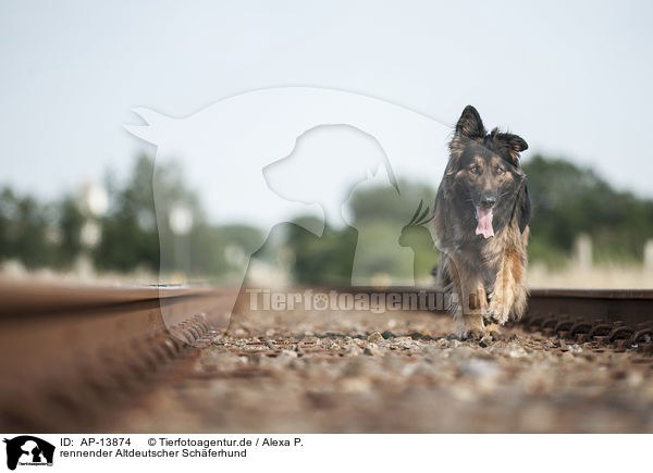 rennender Altdeutscher Schferhund / AP-13874