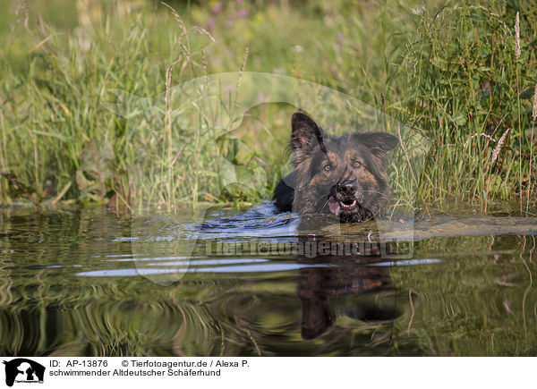 schwimmender Altdeutscher Schferhund / AP-13876